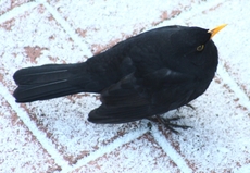 Amsel-im-Schnee-62.jpg